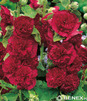 Showbox 10-Cio Komorowy Alcea Rosea, Lupinus - Malwa, Łubin I Wybór 40 Szt.