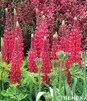 Showbox 10-Cio Komorowy Alcea Rosea, Lupinus - Malwa, Łubin I Wybór 40 Szt.