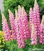 Showbox 10-Cio Komorowy Alcea Rosea, Lupinus - Malwa, Łubin I Wybór 40 Szt.