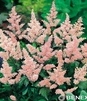 Showbox 10-Cio Komorowy Astilbe - Tawułka Ogrodowa I Wybór 40 Szt.