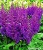 Showbox 10-Cio Komorowy Astilbe - Tawułka Ogrodowa I Wybór 40 Szt.