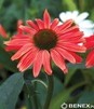 Showbox 10-Cio Komorowy Echinacea, Phlox Paniculata - Jeżówka, Płomyk I Wybór 40