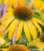Showbox 10-Cio Komorowy Echinacea, Phlox Paniculata - Jeżówka, Płomyk I Wybór 40