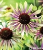 Showbox 10-Cio Komorowy Echinacea, Phlox Paniculata - Jeżówka, Płomyk I Wybór 40