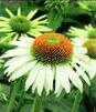 Showbox 10-Cio Komorowy Echinacea, Phlox Paniculata - Jeżówka, Płomyk I Wybór 40