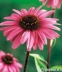 Showbox 10-Cio Komorowy Echinacea, Phlox Paniculata - Jeżówka, Płomyk I Wybór 40