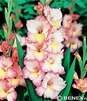 Showbox Gladiolus - Mieczyk "2" 10/12 300 Szt.
