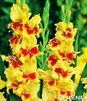 Showbox Gladiolus - Mieczyk "2" 10/12 300 Szt.