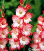 Showbox Gladiolus - Mieczyk "2" 10/12 300 Szt.