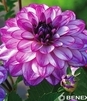 Showbox Dahlia - Dalia Ciemnolistna I Wybór 40 Szt.