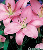 Showbox Lilium - Lilia Azjatycka "1" 16/18    100 Szt.
