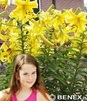 Showbox Lilium - Lilia Drzewiasta  Ot Hybride  "1"  18/20 80 Szt.