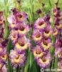 Showbox Gladiolus -  Mieczyk Bambino "10" 12/14  300 Szt.
