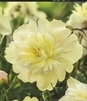 Showbox Paeonia - Piwonia "2"  2/3 (Dostępna Od 37 Tygodnia) 40 Szt.
