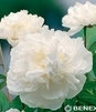 Showbox Paeonia - Piwonia "3"  2/3 (Dostępna Od 37 Tygodnia) 30 Szt.