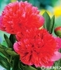 Showbox Paeonia - Piwonia "4"  2/3 (Dostępna Od 37 Tygodnia) 20 Szt.