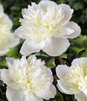 Showbox Paeonia - Piwonia "4"  2/3 (Dostępna Od 37 Tygodnia) 20 Szt.