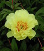 Showbox Paeonia - Piwonia "4"  2/3 (Dostępna Od 37 Tygodnia) 20 Szt.