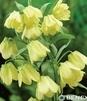 Showbox Fritillaria - Szachownica Dla Kolekcjonera 30 Szt.