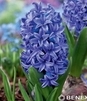 Showbox Hyacinth - Hiacynt Dwukolorowy 16/18 100 Szt.