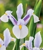 Showbox Iris Hollandica - Kosiaciec Holenderski "1" 8/+ 500 Szt.