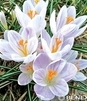Showbox Crocus - Krokus Wiosenny "2"  5/7  750 Szt.