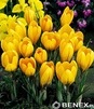 Showbox Crocus - Krokus Wiosenny "10" 5/7 750 Szt.