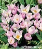 Showbox Crocus - Krokus Wiosenny "10" 5/7 750 Szt.