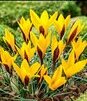 Showbox Crocus - Krokus Wiosenny Wielkokwiatowy  "9" 5/7 500 Szt.