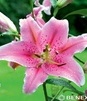 Showbox Lilium - Lilia Orientalna "1" 18/20 80 Szt.