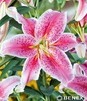 Showbox Lilium - Lilia Orientalna "1" 18/20 80 Szt.