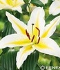 Showbox Lilium - Lilia Orientalna "2" 18/20    80 Szt.