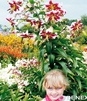 Showbox Lilium - Lilia Drzewiasta  Ot Hybride  "1"  16/18 100 Szt.