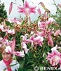 Showbox Lilium - Lilia Drzewiasta  Ot Hybride  "1"  16/18 100 Szt.