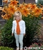 Showbox Lilium - Lilia Drzewiasta  Ot Hybride  "1"  16/18 100 Szt.