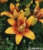 Showbox Lilium - Lilia Azjatycka Podwójna 16/18 100 Szt.