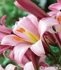 Showbox Lilium - Lilia Trąbkowa "2" 18/20 80 Szt.
