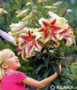 Showbox Lilium - Lilia Drzewiasta Ot Hybride "5" 16/18 100 Szt.