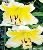 Showbox Lilium - Lilia Drzewiasta Ot Hybride "5" 16/18 100 Szt.