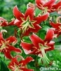 Showbox Lilium - Lilia Drzewiasta Ot Hybride "5" 16/18 100 Szt.