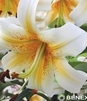 Showbox Lilium - Lilia Drzewiasta Ot Hybride "5" 16/18 100 Szt.