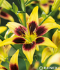 Showbox Lilium - Lilia Azjatycka Dwukolorowa "2" 16/18 100 Szt.