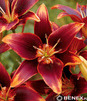 Showbox Lilium - Lilia Azjatycka Dwukolorowa "2" 16/18 100 Szt.