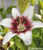 Showbox Lilium - Lilia Azjatycka Dwukolorowa "2" 16/18 100 Szt.