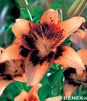 Showbox Lilium - Lilia Azjatycka Dwukolorowa "2" 16/18 100 Szt.