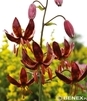 Showbox Lilium - Lilia Martagon 16/18 50 Szt.