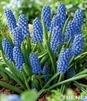Showbox Muscari - Szafirek "3" 250 Szt.