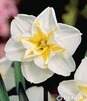 Showbox Narcissus - Narcyz O Rozszcz. Przykor. "1" 12/14 150 Szt.