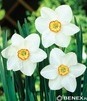 Showbox Narcissus - Narcyz Dla Kolekcjonera  "1" 100 Szt.