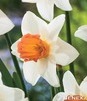 Showbox Narcissus - Narcyz Dla Kolekcjonera  "2" 100 Szt.